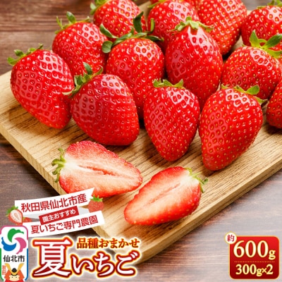 仙北市産 夏イチゴ 約600g(約300g×2パック)|02_sfm-030201
