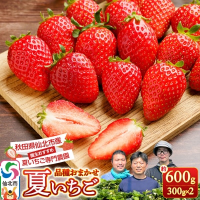  仙北市産 夏いちご 約600g(約300g×2パック)苺|02_sfm-030201