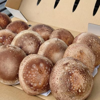 さめがわドリームきのこ園 肉厚ジャンボしいたけ(800g)