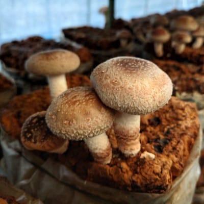 さめがわドリームきのこ園 肉厚ジャンボしいたけ(800g)