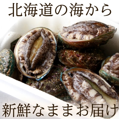 〈2026年12月発送先行受付〉北海道 知内産 天然かつあわび約1kg(M～L詰め合わせ)