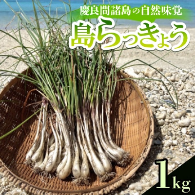 慶良間諸島の自然味覚 島らっきょう 1kg
