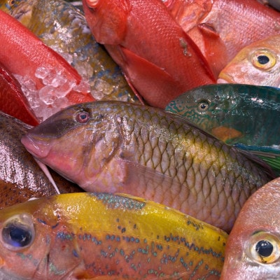 慶良間諸島の自然味覚 旬のお魚3種セット