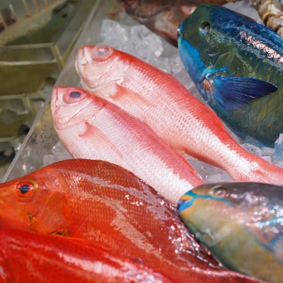 慶良間諸島の自然味覚 旬のお魚3種セット