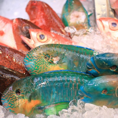 慶良間諸島の自然味覚 旬のお魚3種セット