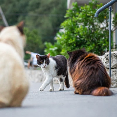 沖縄県の小さな離島座間味村で暮らす島ねこポストカード