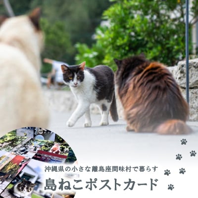 沖縄県の小さな離島座間味村で暮らす島ねこポストカード