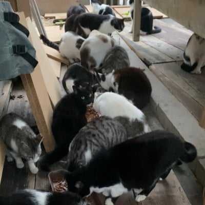 沖縄県の小さな離島座間味村で暮らす島ねこポストカード