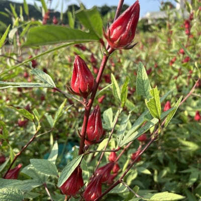 座間味村産ハーブティー飲み比べセット(ハイビスカス&ハイビスカス ブレンド 各1袋&ジャム1個)