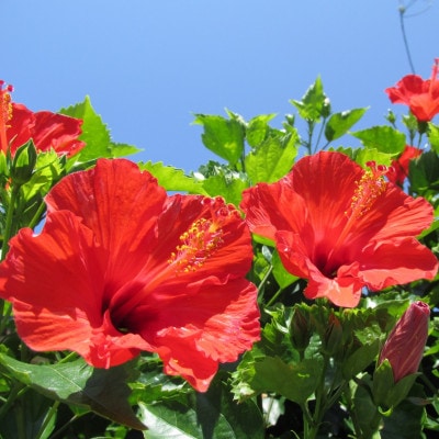 座間味村産ハイビスカスジャム 100g×3個セット