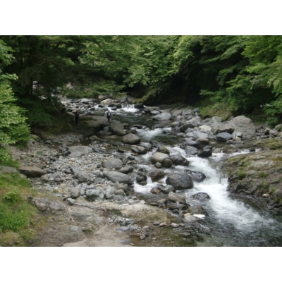 道志川年間遊漁承認証(2025年 ヤマメ・雑魚)※道志川釣りマップ付き