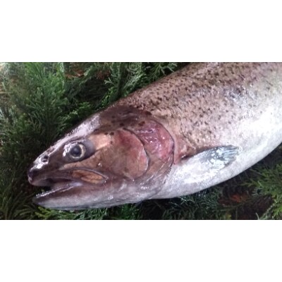 山梨県ブランドサーモン「富士の介」2種類の漬け魚セット