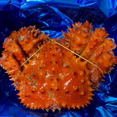 【年内配送】【北海道根室産】ボイル花咲かに700～800g×1尾 A-72011
