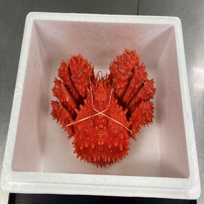 【年内配送】【北海道根室産】花咲がに800g前後×1尾 A-20002