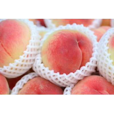 【先行受付】フルーツ3種定期便 (桃3kg、梨3kg、林檎3kg) No.1031