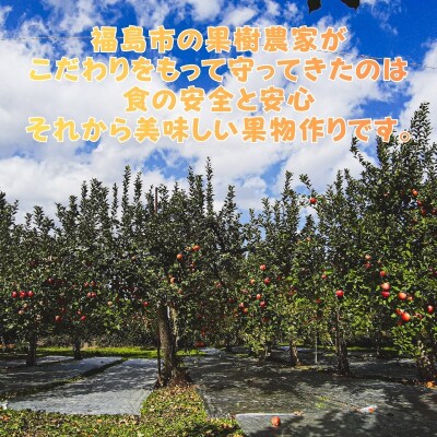  ふくしまのりんご蜜姫「サンふじ」約3kg化粧箱入【2026年度発送】No.0787