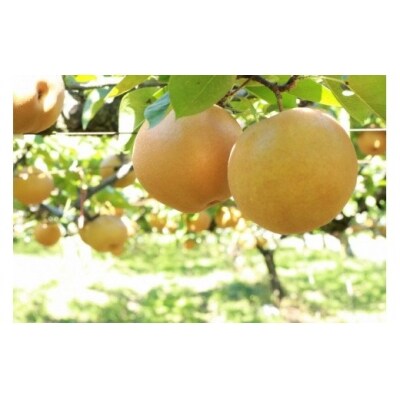 22年発送分 ふくしまの梨 5kg 幸水または豊水 ナシ なし No 43 お礼品詳細 ふるさと納税なら さとふる