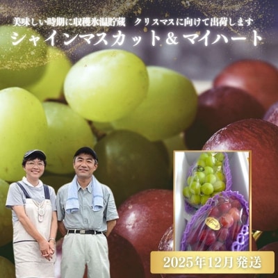 ぶどう　シャインマスカット&マイハート2房詰め合わせ　化粧箱入【2025年12月発送】No.1142