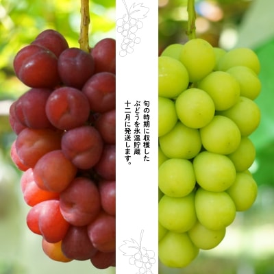 ぶどう　シャインマスカット&マイハート2房詰め合わせ　化粧箱入【2026年12月発送】No.1142