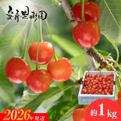 さくらんぼ「佐藤錦」Mサイズ　約1kg【2026年発送 先行受付】No.0212