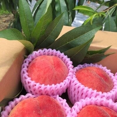 福島のもも　まどか 約1.4kg【2025年発送】No.1617