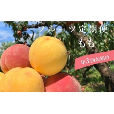 もも3種定期便 あかつき/白桃・黄桃セット/さくら白桃 各約2kg【2025年発送】No.1623