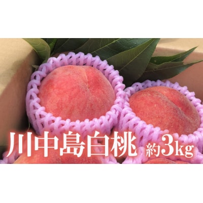 もも 川中島白桃 約3kg【2025年発送】No.1690