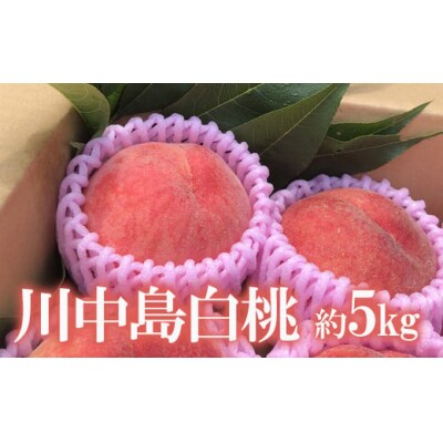 もも 川中島白桃 約5kg 【2025年発送】No.1691