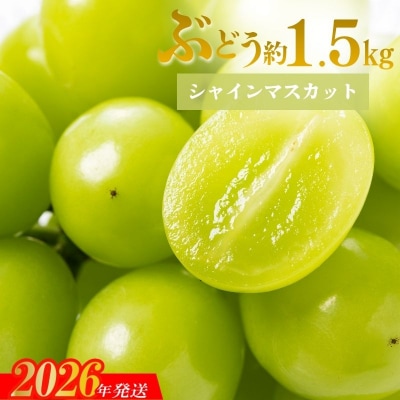 シャインマスカット 約1.5kg (2～3房)【2026年発送】No.1710