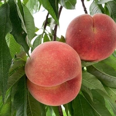 あづま果樹園　もも　7月収穫の桃　品種お任せ　約2kg【2023年発送】No.1757