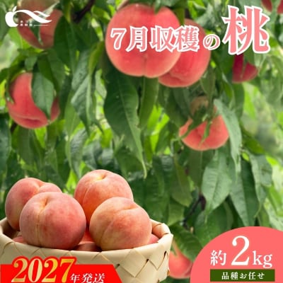 もも　7月収穫の桃　品種お任せ　約2kg【2027年発送 先行予約】No.1757