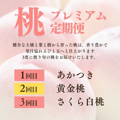 【全3回】桃プレミアム定期便【2026年発送 先行受付】No.1537