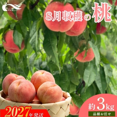 もも　8月収穫の桃　品種お任せ　約3kg【2027年発送 先行予約】No.1760