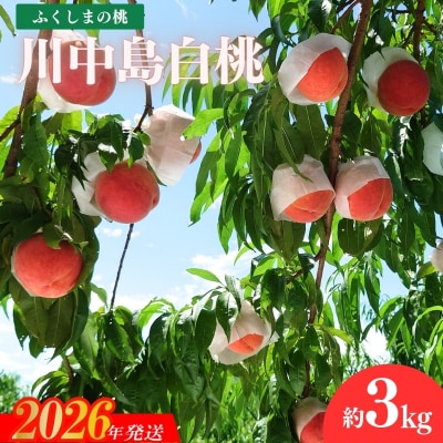 福島のもも「川中島白桃」約3kg【2026年発送 先行受付】No.1512