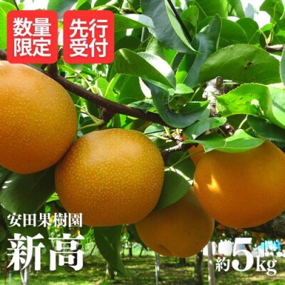 梨　新高　約5kg【2025年発送】No.1798