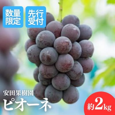 ぶどう　ピオーネ約2kg【2025年発送】No.1801