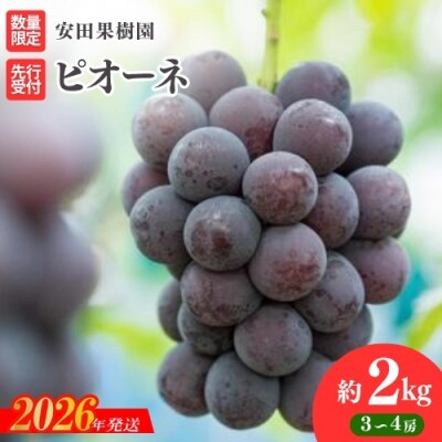 ぶどう　ピオーネ約2kg【2026年発送 先行受付】No.1801