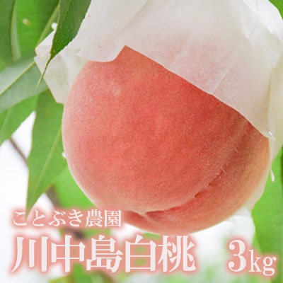 もも「川中島白桃」約3kg【2025年発送】No.1819