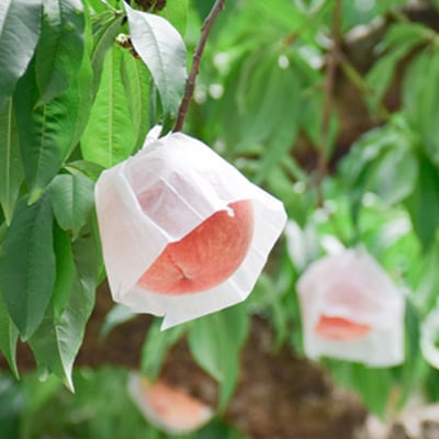 もも「川中島白桃」約3kg【2026年発送 先行受付】No.1819