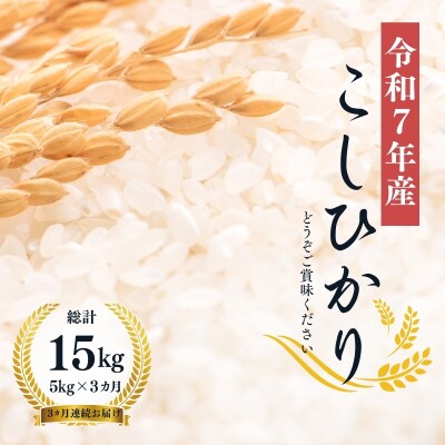 【令和7年産】大文字屋米穀店【定期便3回】コシヒカリ 5kg　精米　No.1501