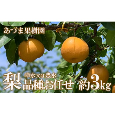 梨　品種おまかせ　(幸水又は豊水)約3kg【2025年発送】No.1765