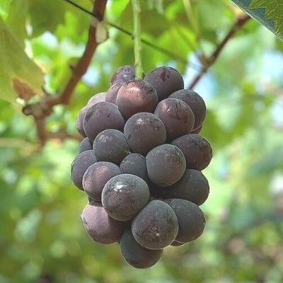 ぶどう(巨峰)(約1kg)【2025年発送】No.1593