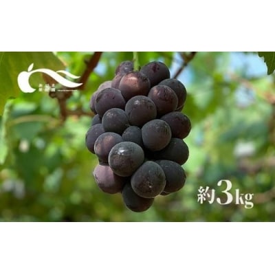ぶどう(巨峰)(約3kg)【2025年発送】No.1595