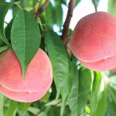 福島の桃　「川中島白桃」約3kg【2026年発送 先行受付】No.1202