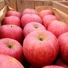佐藤果樹園/桜田 福島のりんご「サンふじ」約3kg【2025年度発送】 No.1206