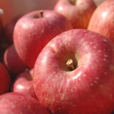 菱沼農園　りんご「サンふじ」約5kg【2025年度発送】 No.1232