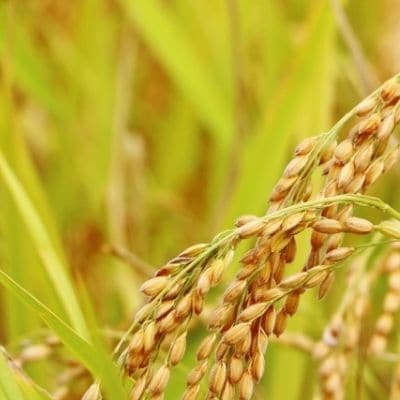 やまろく商店【令和7年産】特別栽培コシヒカリ 精米5kgNo.1943