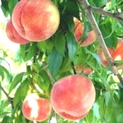 たかはし果樹園の桃　9月収穫約2kg【2025年発送】No.1817