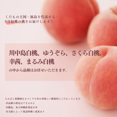 たかはし果樹園の桃 9月収穫約1.5kg【2026年発送 先行予約】No.1906
