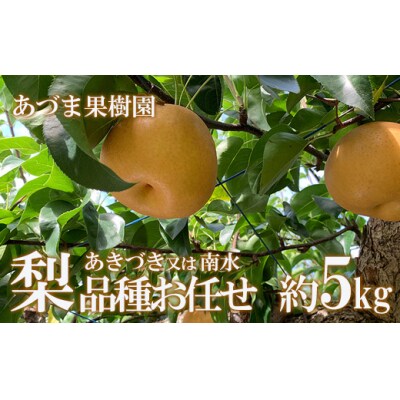 梨　品種おまかせ　(あきづき又は南水)約5kg【2025年発送】No.1768
